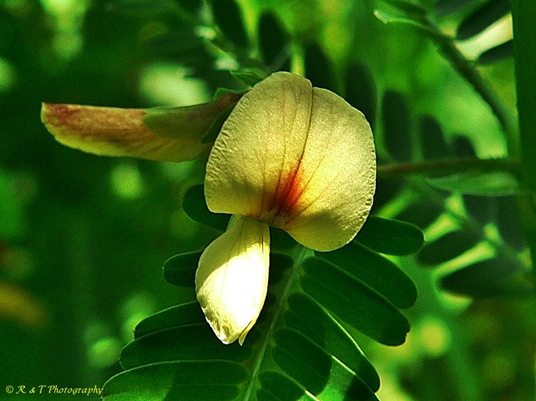 {Sesbania herbacea}